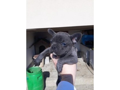 Tok kalite blue french bulldog