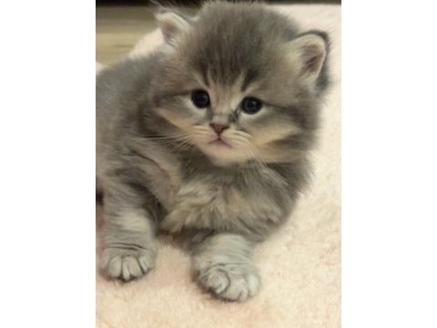 British longhair yavrularımı sahiplenmek istiyorum