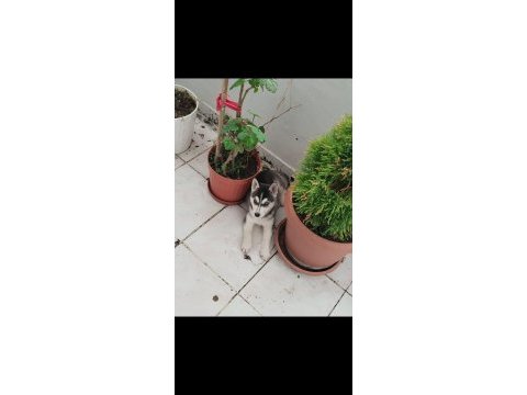 5 aylık husky köpeğimiz yeni ailesini bekliyor