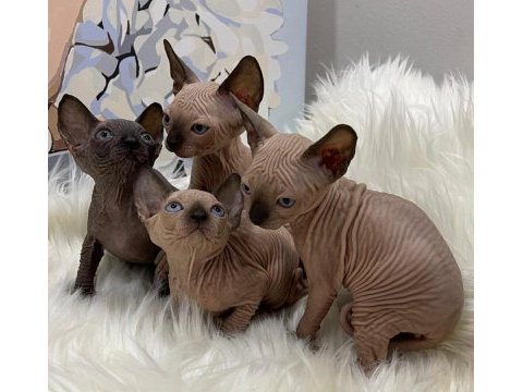 Özenle yetiştirilen sphynx bebekler