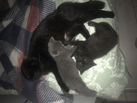 Scottish fold yavrular