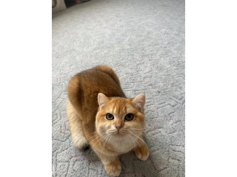 Saf ırk ny12 golden british shorthair kedim