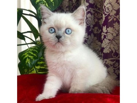 British shorthair yavruları
