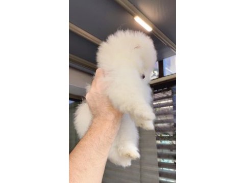 Pomeranian boo köpeği