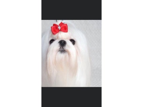 Mükemmel kalitede maltese terrier yavrularımız