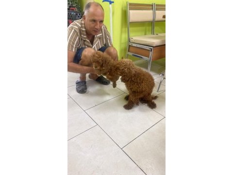 Toy poodle yavrular ırk sağlık garantili