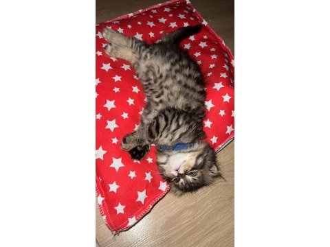 2 aylık erkek yavru scottish fold
