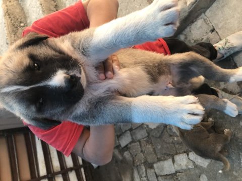 Dişi ve erkek kangal çift kaçırma derim bi aramanda şans var