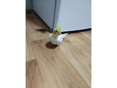 Dişi lutino sultan papağanı