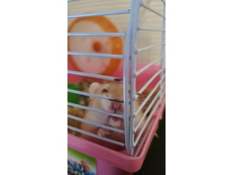 Hamsterlar beyaz kahve