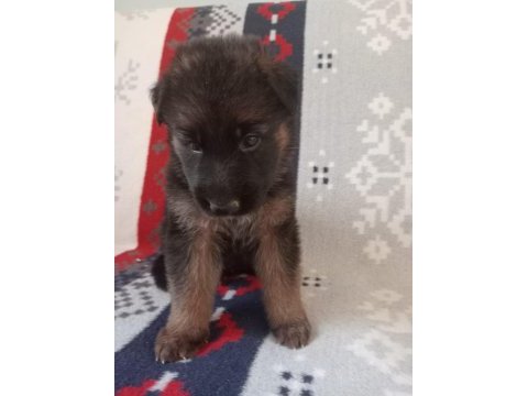 Orjinal alman kurdu yavrularımız