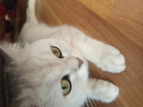 Kedimize yeni yuva arıyoruz