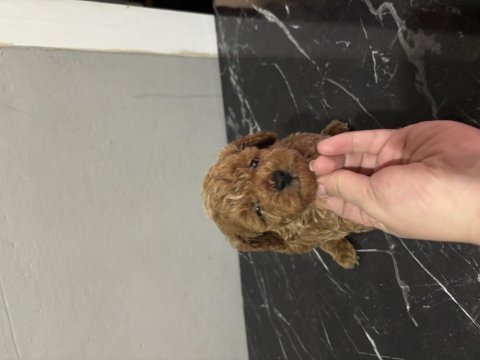 Toy poodle kore kan orjinal