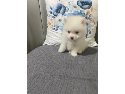 Kar beyaz erkek pomeranian