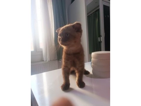 Scottish fold yavrumuz yeni sahibini bekliyor.