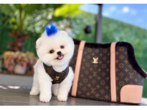 Orjinal pomeranian bebeğimiz mex