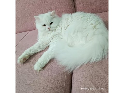 Genç beyimize eşleşme arıyoruz british longhair