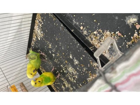 Kusursuz takım eş jumbo dişi jumbo kırığı muhabbet erkek