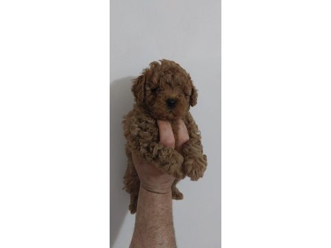 Kore kan toy poodle