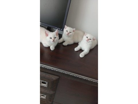 Paşa kediler uyguna verilecek