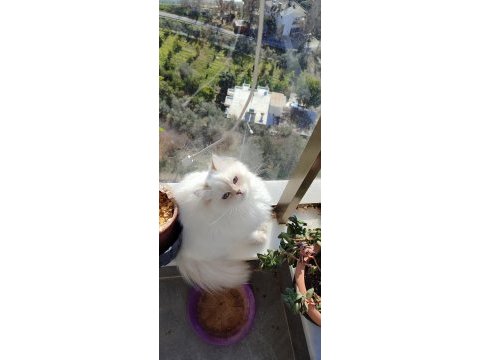 Blh golden point full şecereli british longhair