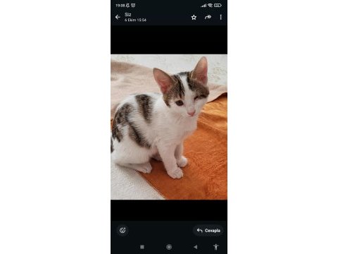 2,5 aylık erkek yavru kedimiz