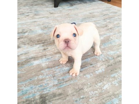Egzotic french bulldog yavruları