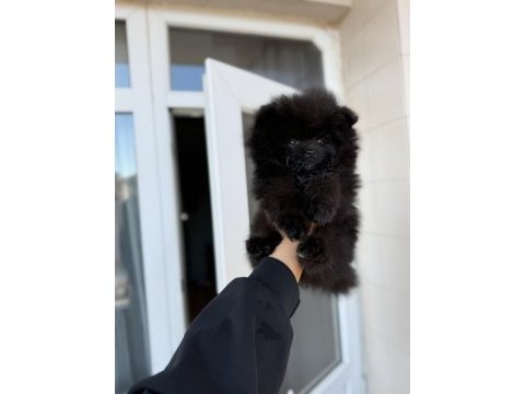 Teddy face siyah pomeranian