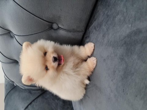 Pomeranian boo köpeği