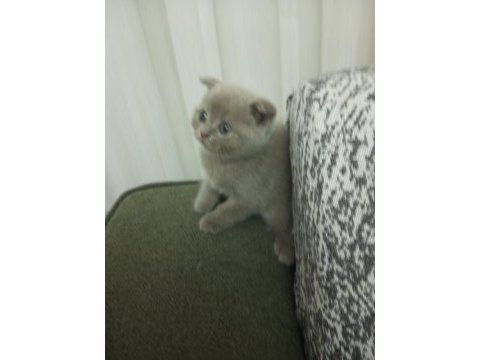 2.5 aylık erkek scottish fold yavru