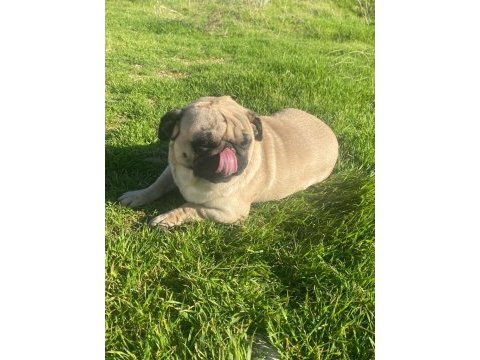 2.5 yaşında sağlıklı bir dişi pug köpeği