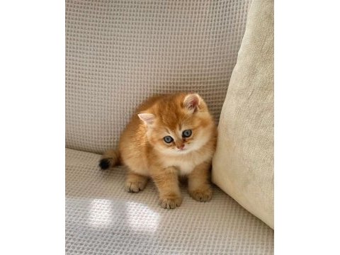 Safkan golden ny12 zümrüt gözlü dişi bebek kedimiz