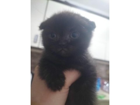 Scottish fold ve british yavru