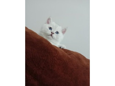 British shorthair pamuklar yuvasını bekliyor