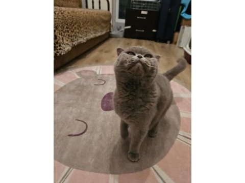 Scottish fold kedimizi sahiplendiriyoruz