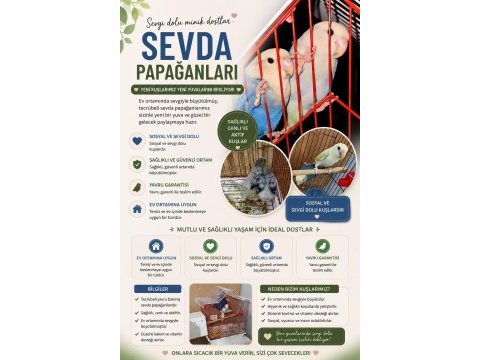 Tecrübeli sevda papağanı