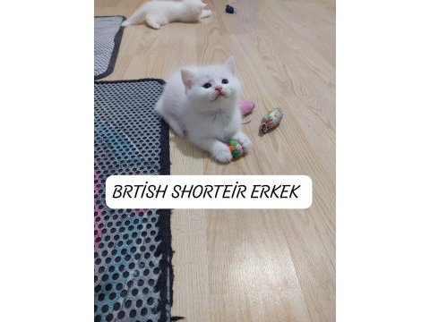 Kehribar göz british paşam hazır bembeyaz