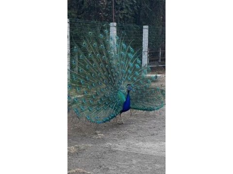 Yer sıkıntısından tavus kuşu