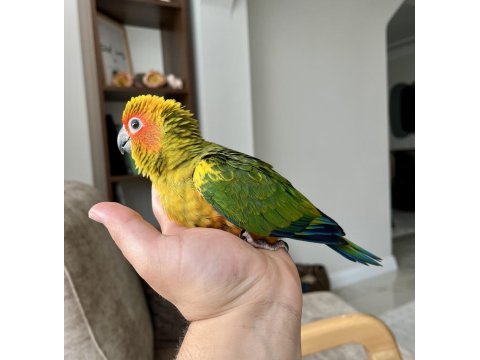 El besleme bebek güneş konur papağanları