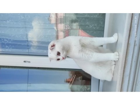 Scottish fold yavrumuz yuva arıyor