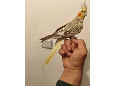 45 50 günlük ele alıştırmalık sultan papağanı