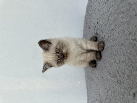 Kedilerimi acil sahiplendirmem gerekiyor