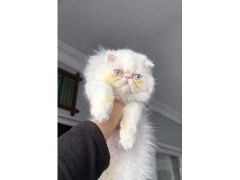 İran persian (mükemmel kalite)