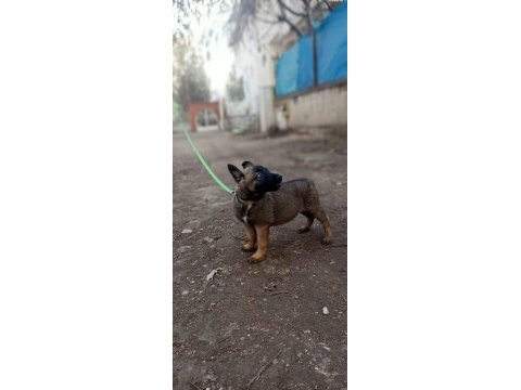 Malinois yavruları