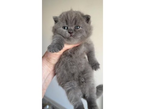British shorthair prensesim
