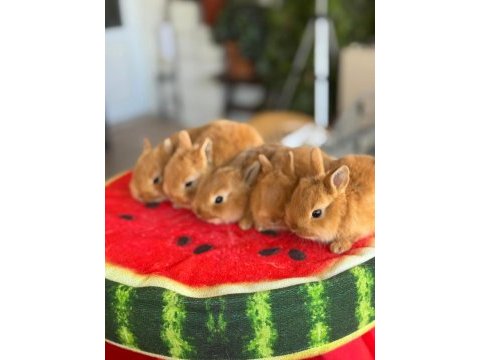 Cüce ve lop ırkı tavşan