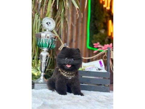 Bakanlık onaylı üretim çiftliğinden pomeranian