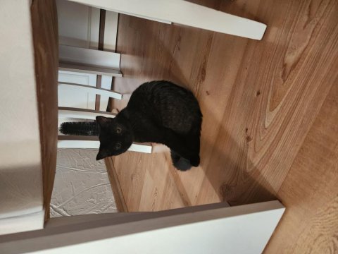2 aylık yavru british longhair siyah
