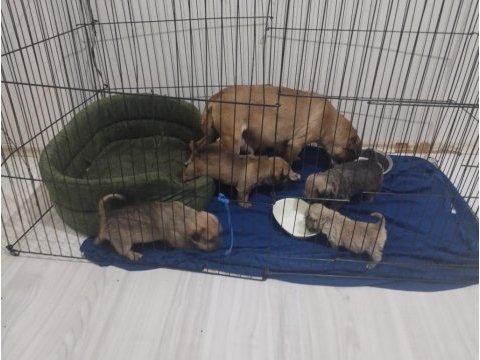 1 aylık pug anne eğitimli 3 erkek 1 dişi