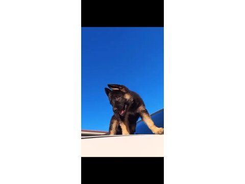 Alman çoban köpeği